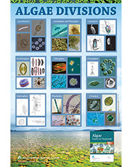 Algae Divisions Educational Wall Poster